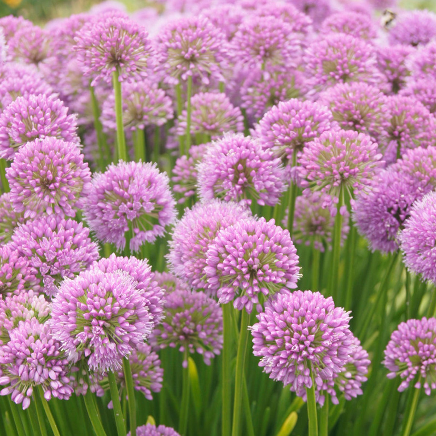 Allium Millenium