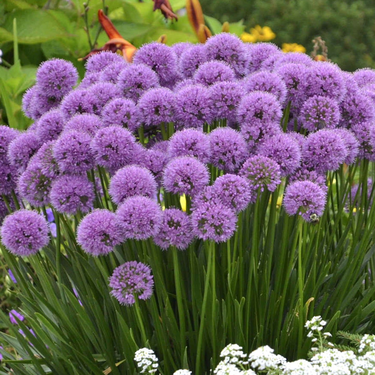 Allium Millenium