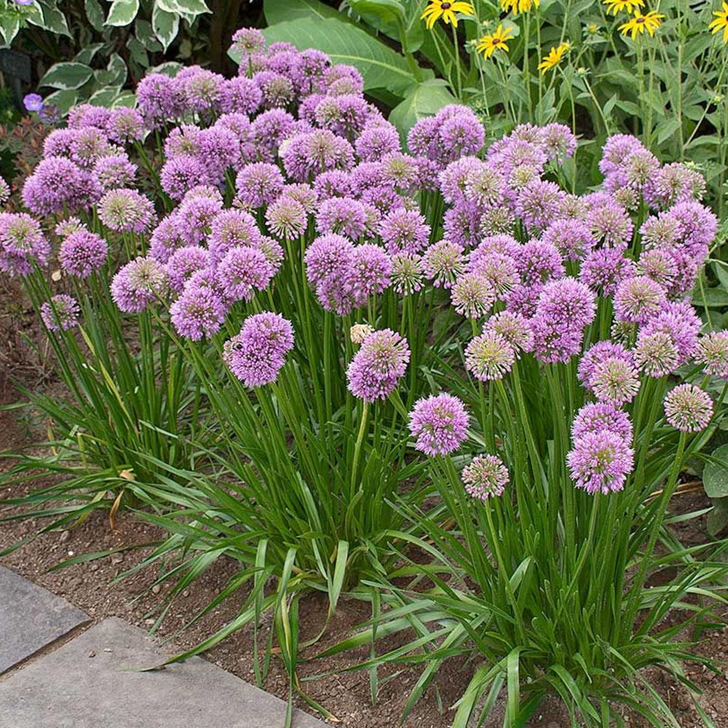 Allium Millenium