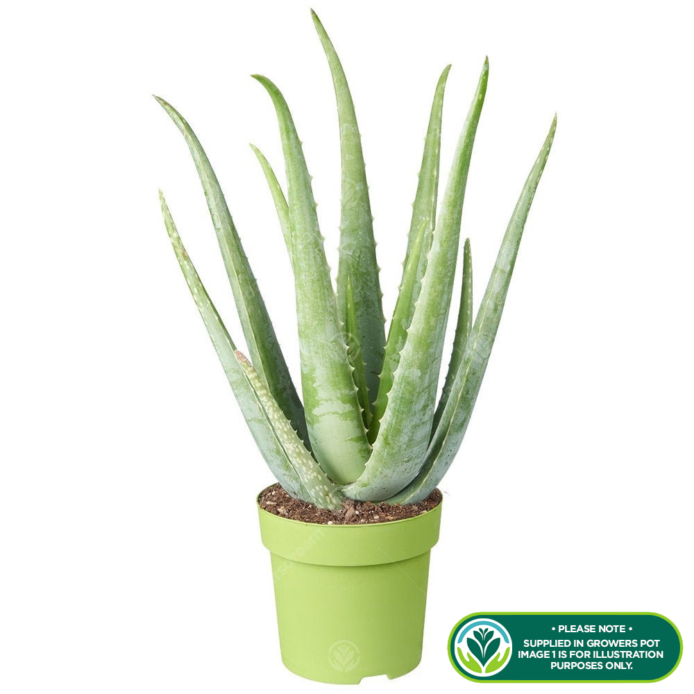 Aloe vera (12cm, V4)