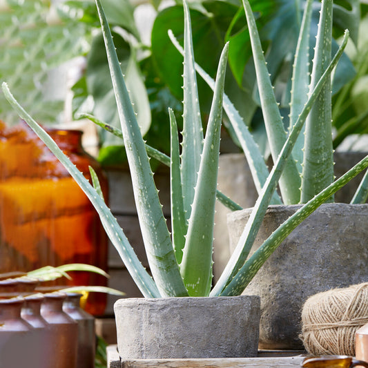 Aloe Vera