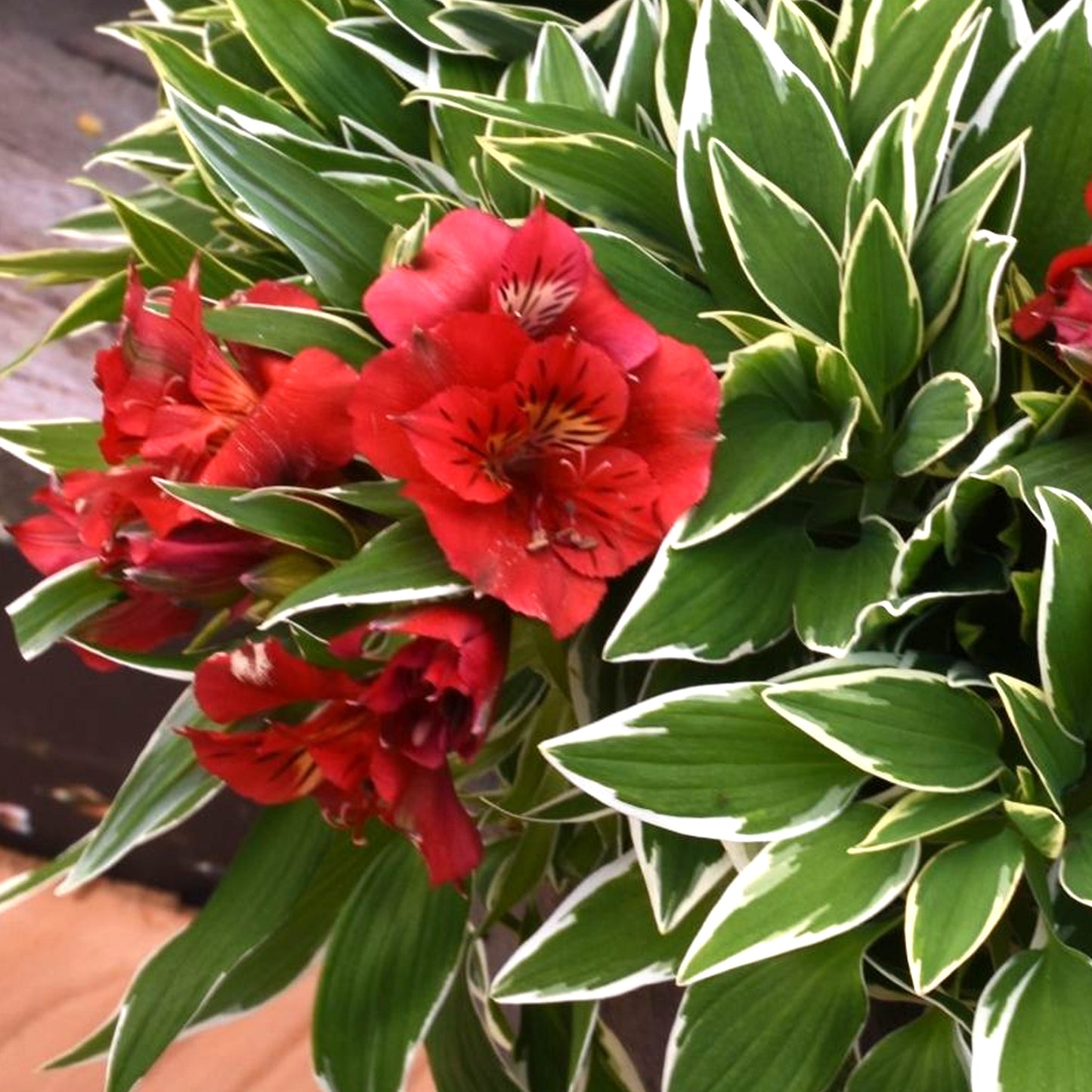 Alstroemeria Katiana