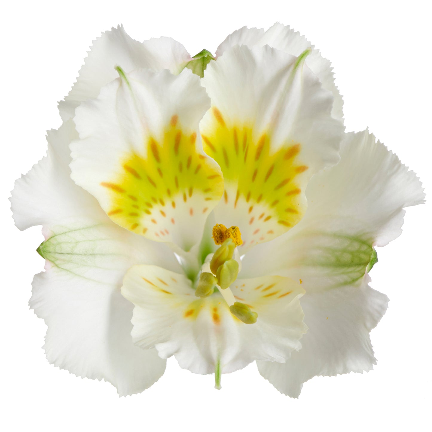 Alstroemeria Yenti