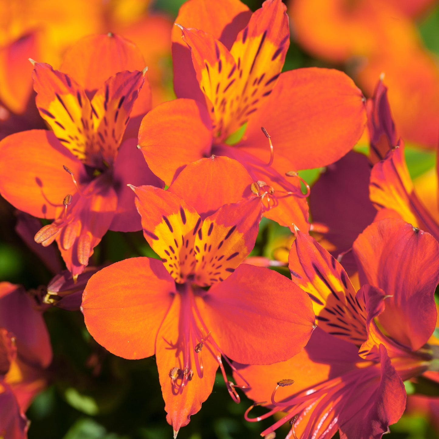 Alstroemeria Amina