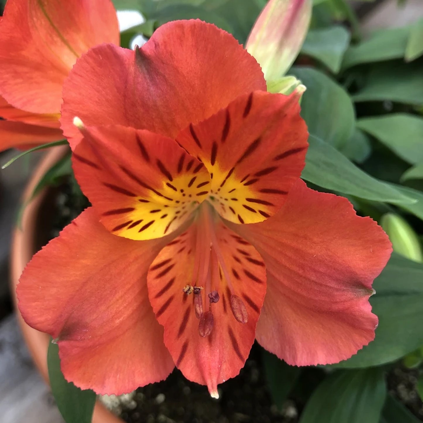 Alstroemeria Amina