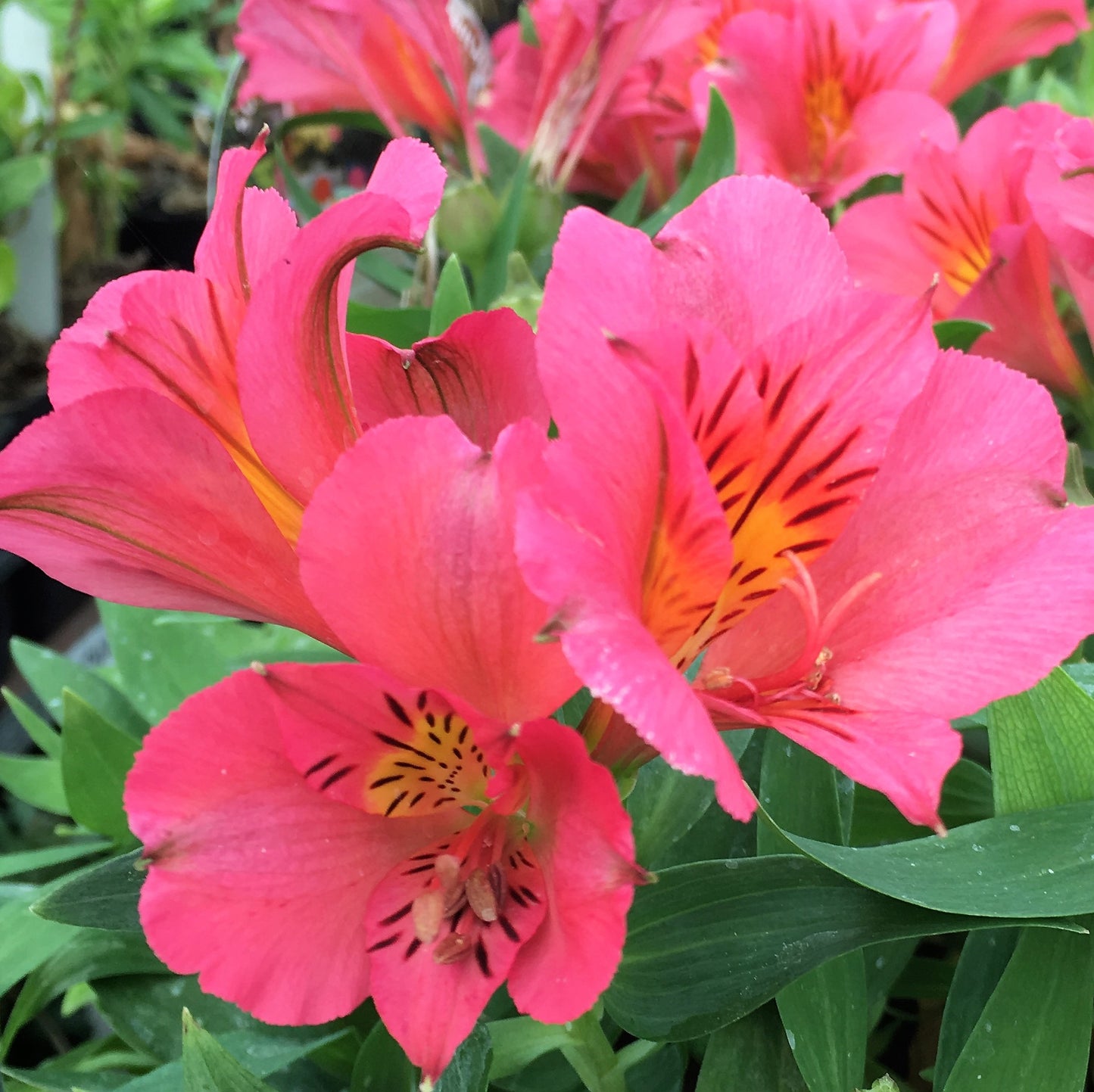 Alstroemeria Eliane