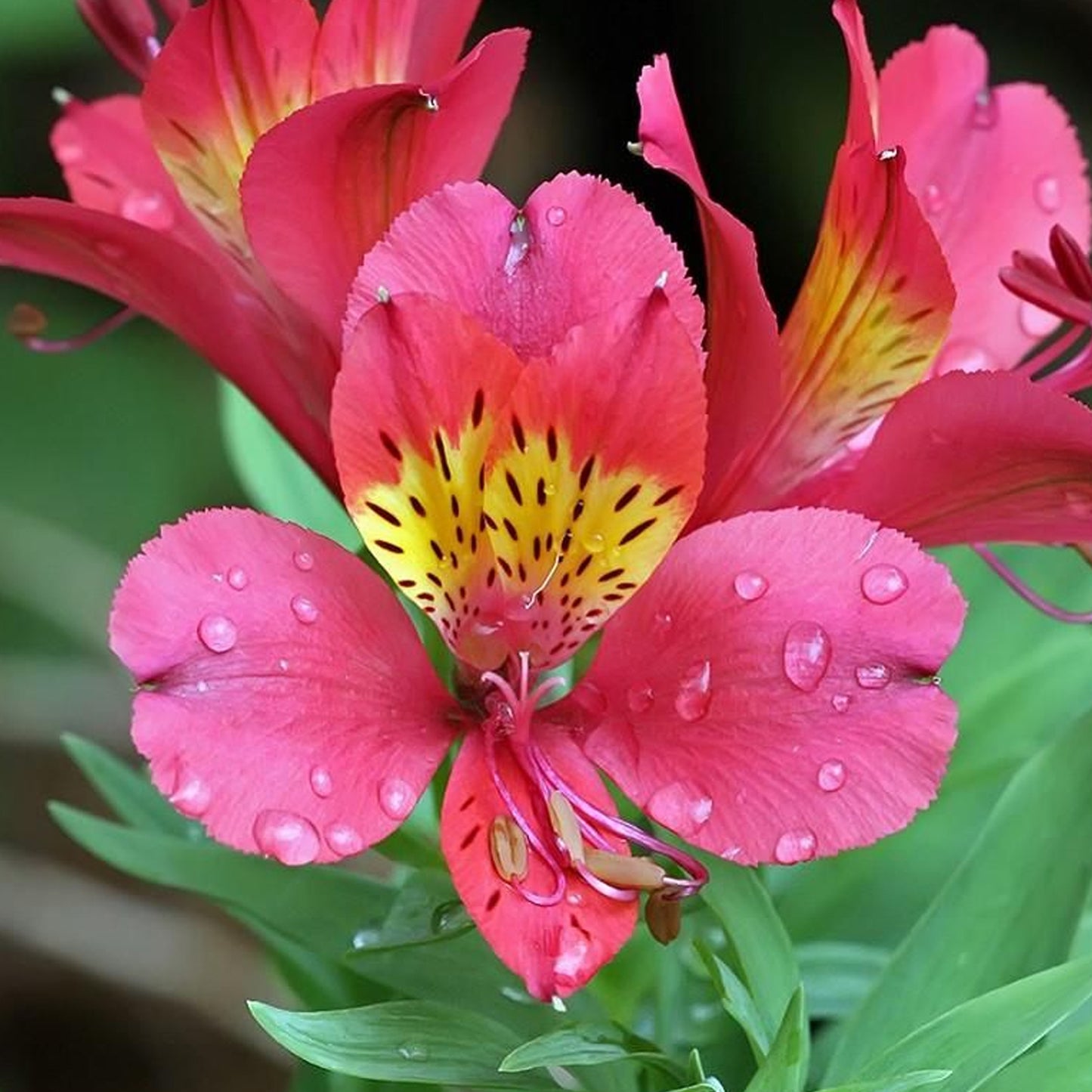 Alstroemeria Eliane