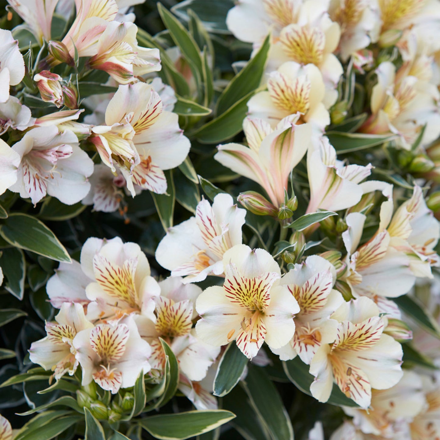 Alstroemeria Fabiana