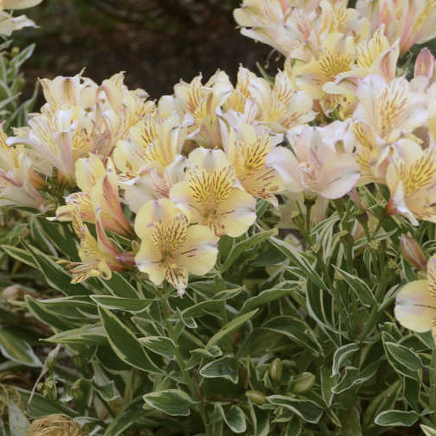 Alstroemeria Fabiana