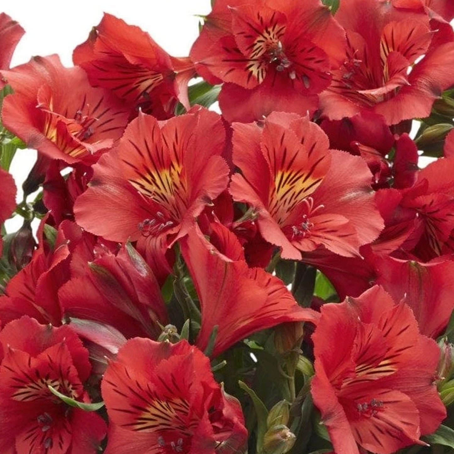 Alstroemeria Katiana