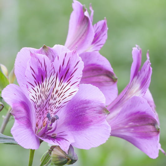 Alstroemeria Mulan