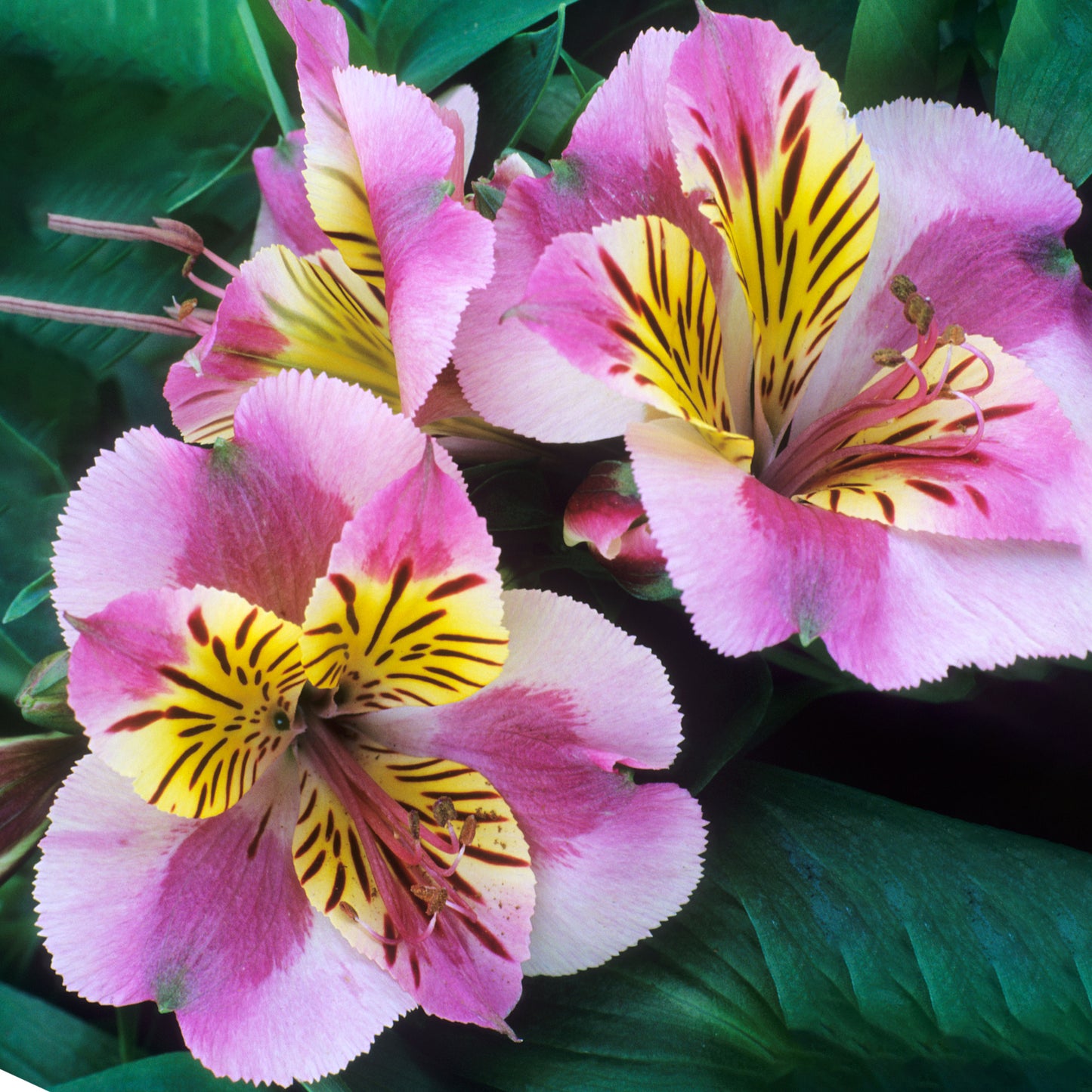 Alstroemeria Paola