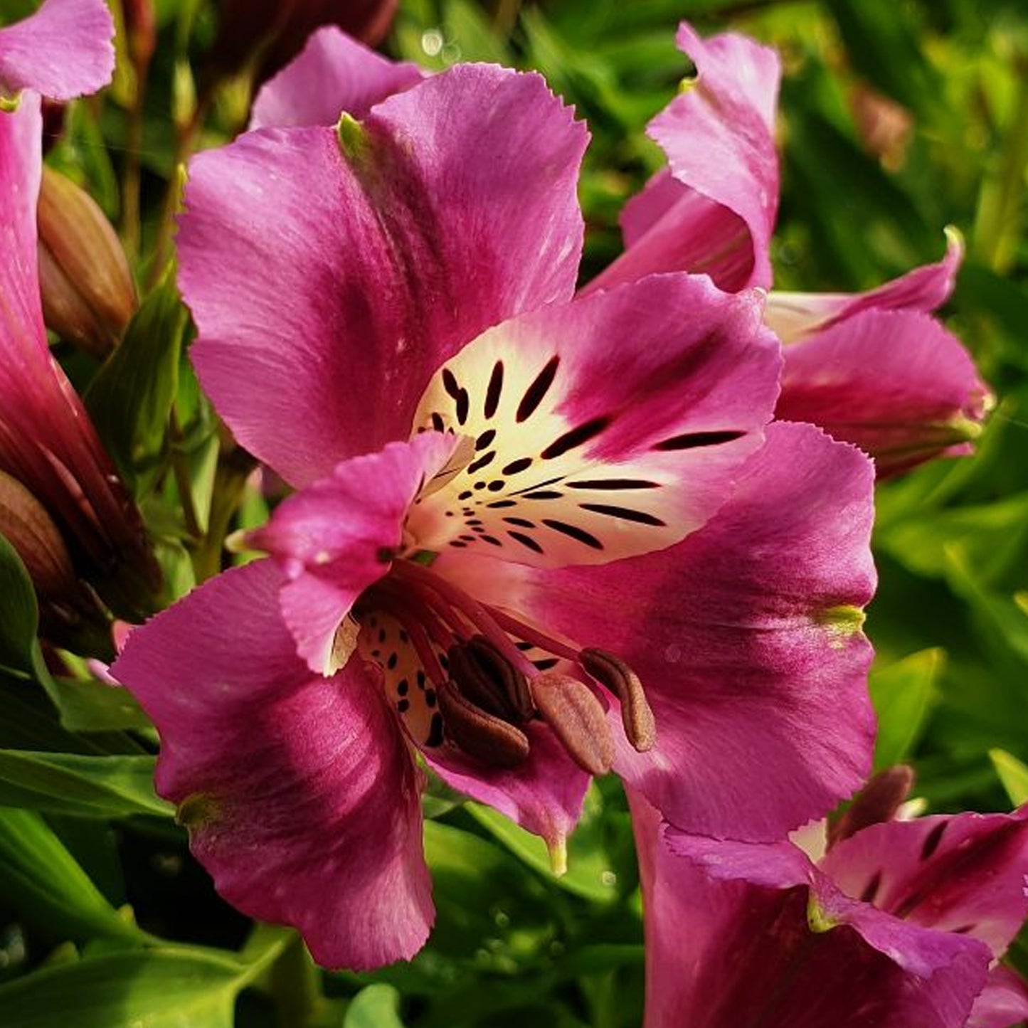 Alstroemeria Paola