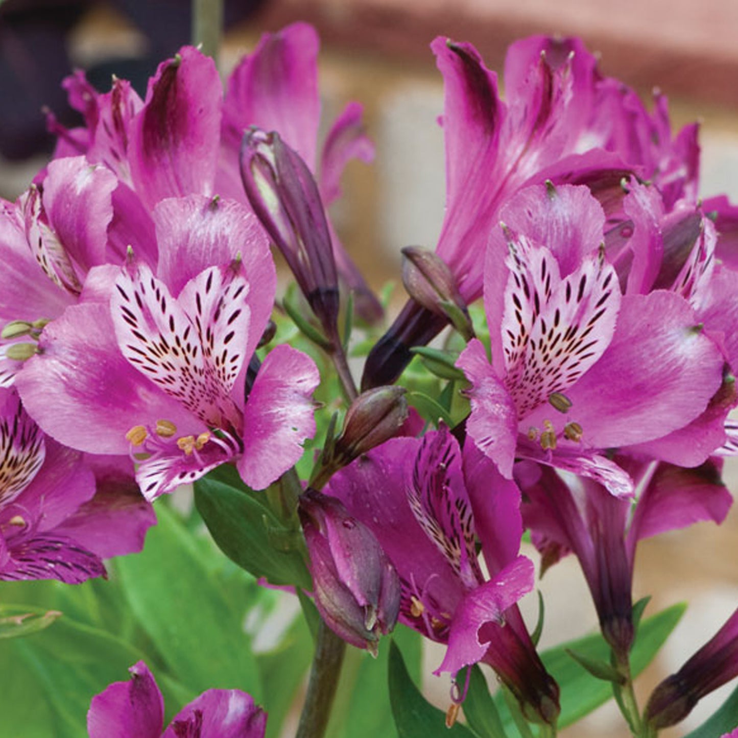 Alstroemeria Paola