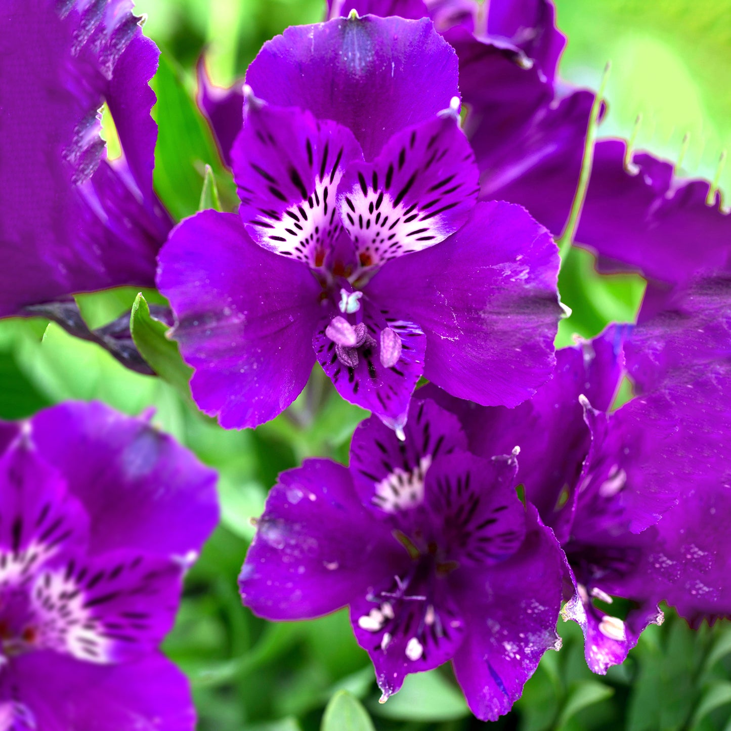 Alstroemeria Tamara