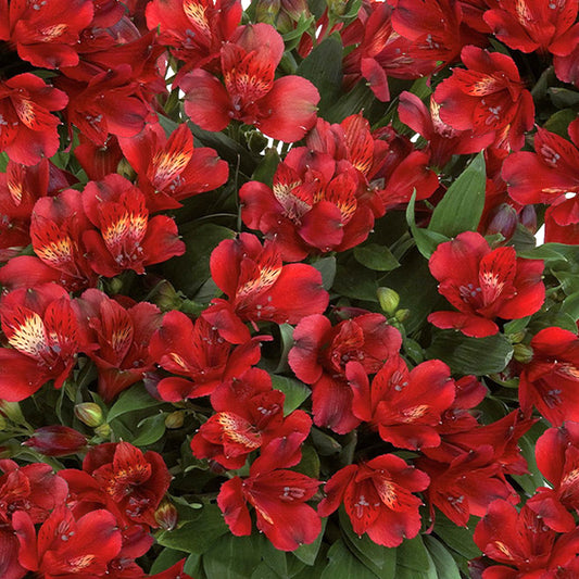 Alstroemeria Doba