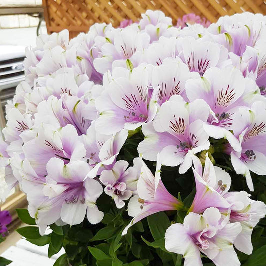 Alstroemeria Moon