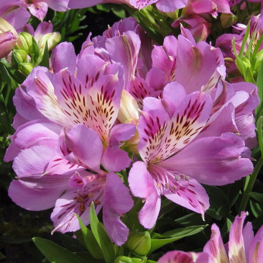 Alstroemeria Navayo