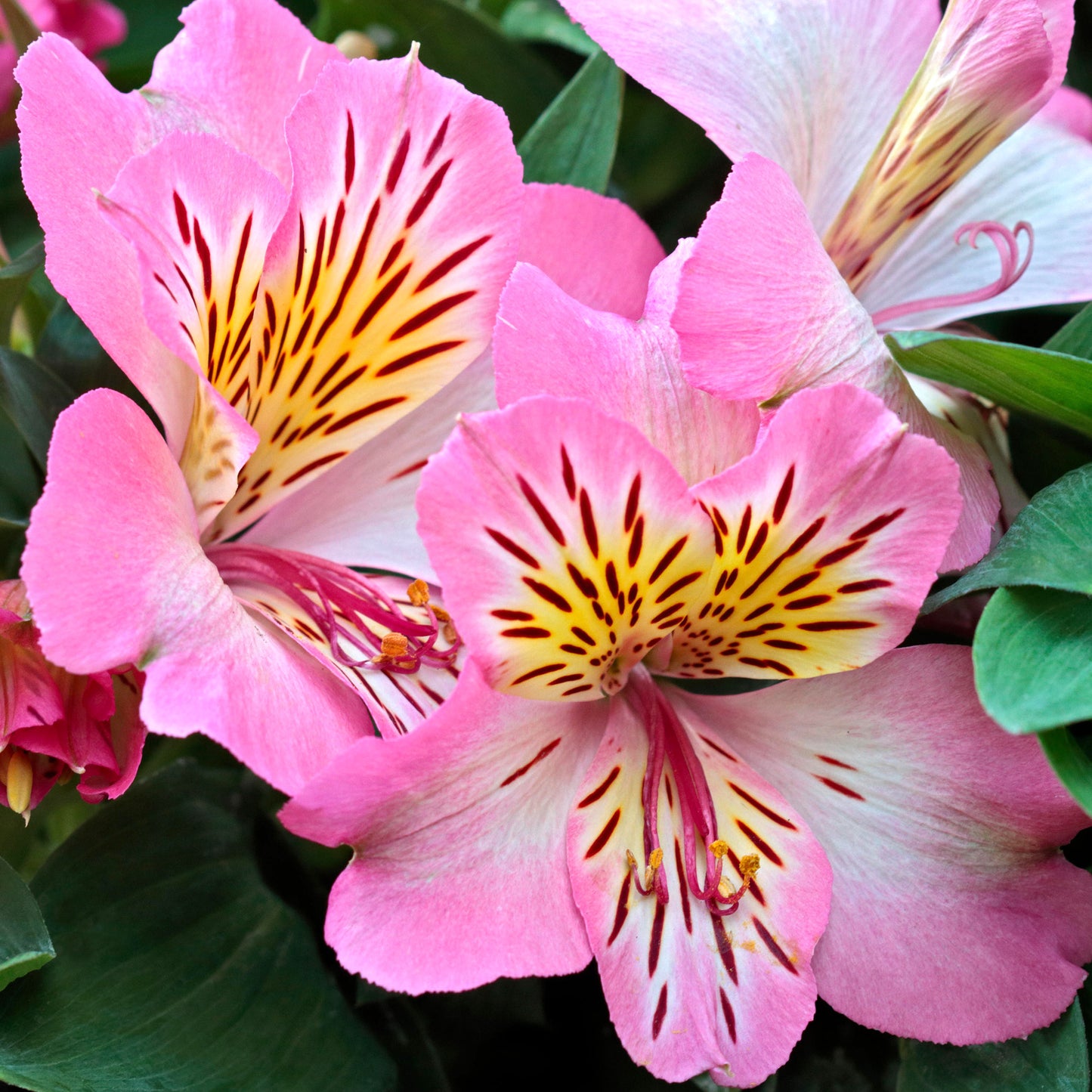 Alstroemeria Sunshine