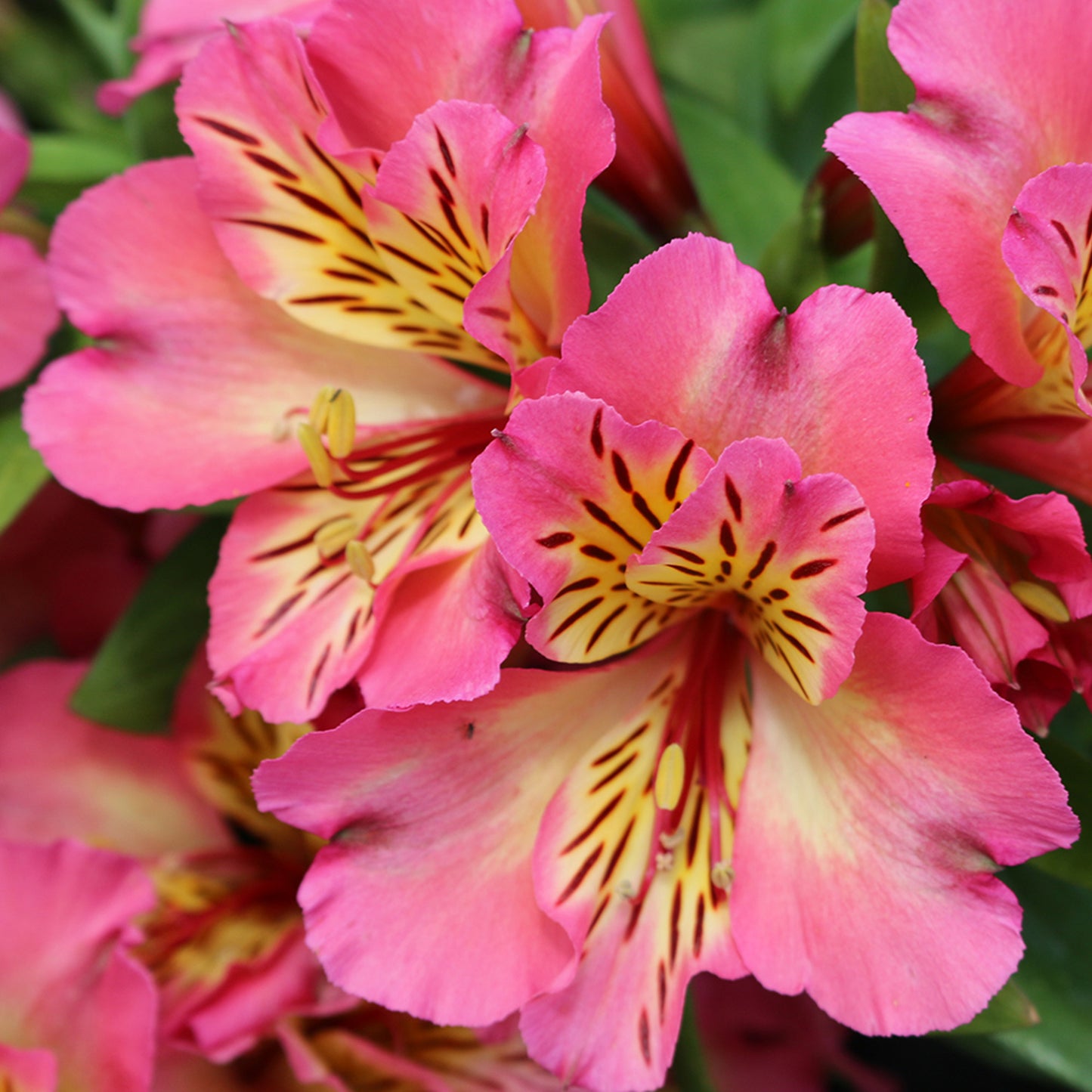 Alstroemeria Sunshine