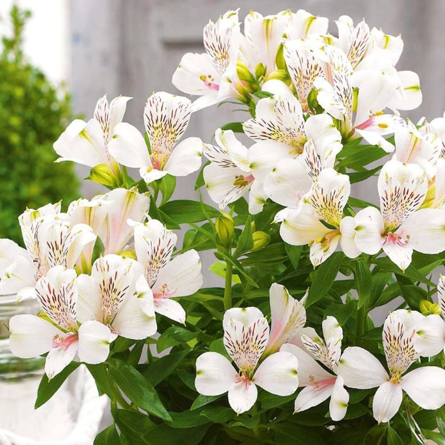 Alstroemeria White Magic