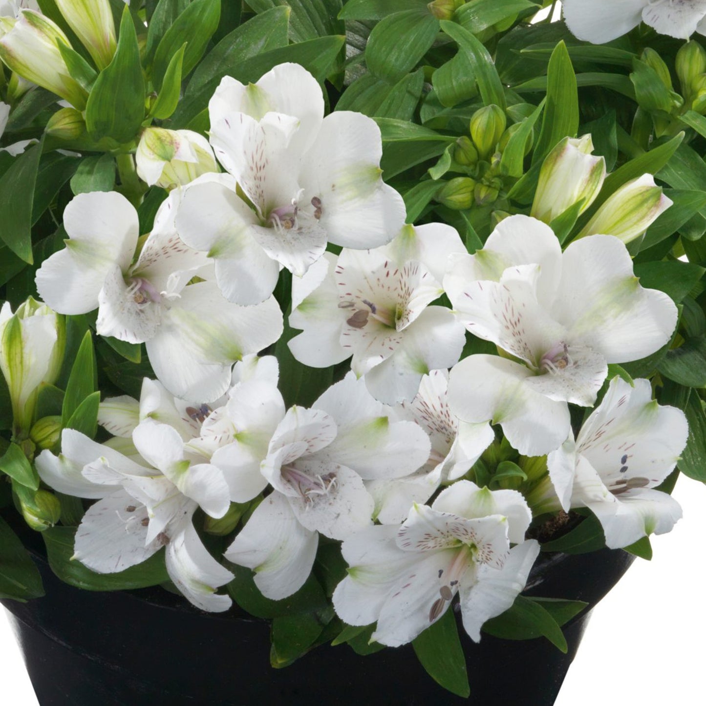 Alstroemeria White Magic