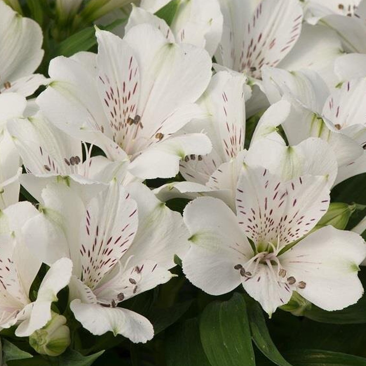 Alstroemeria White Magic