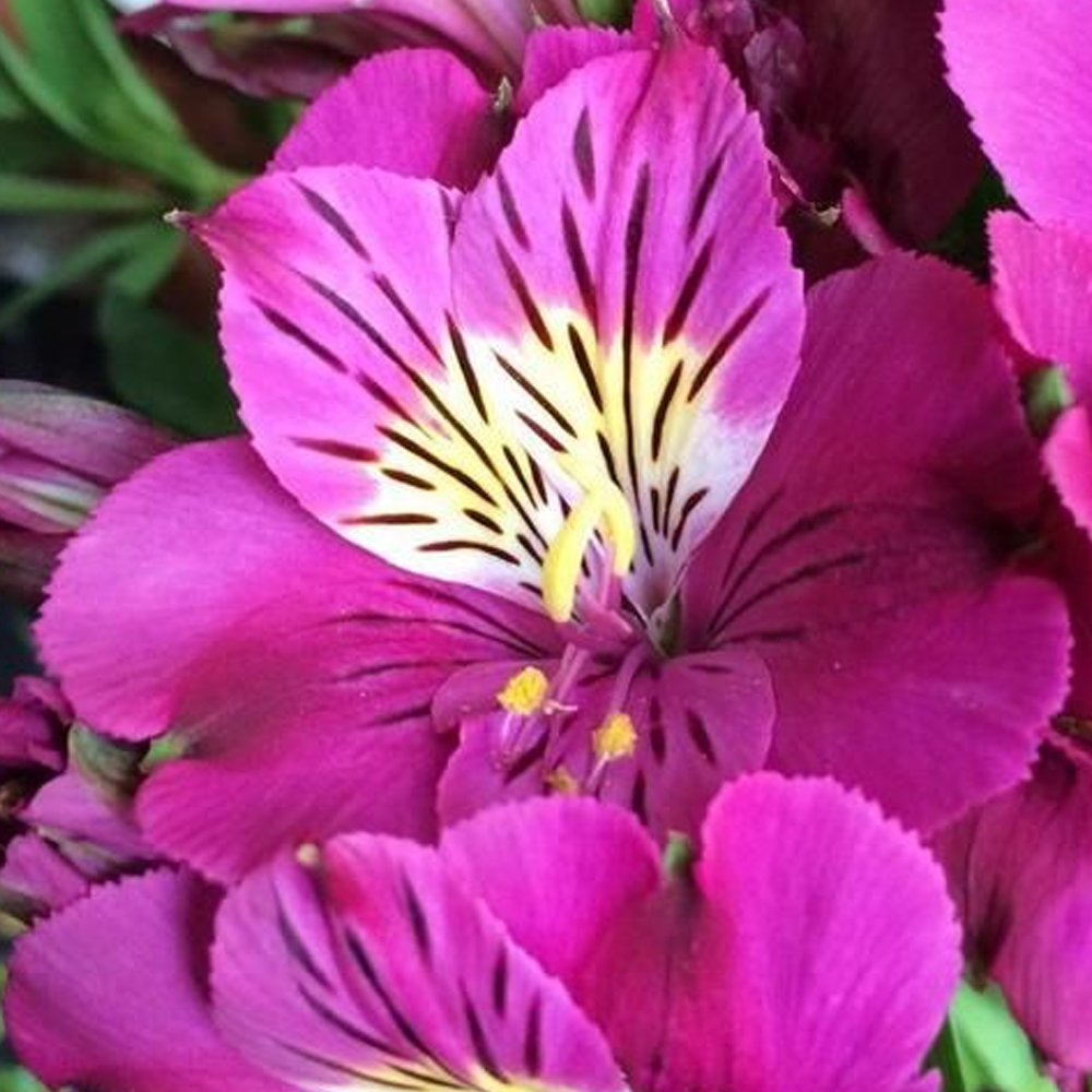 Alstroemeria Louise (9cm)