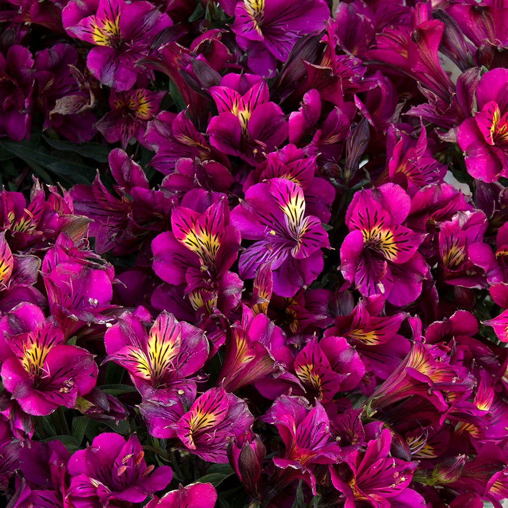 Alstroemeria Louise (9cm)