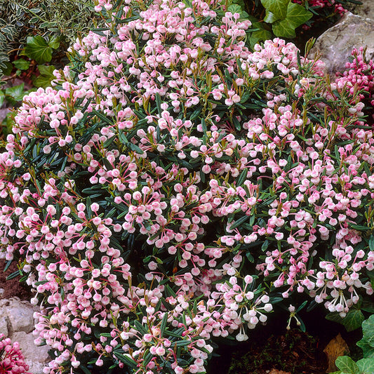 Andromeda Compacta (1L)