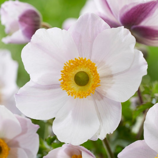 Anemone Dainty Swan