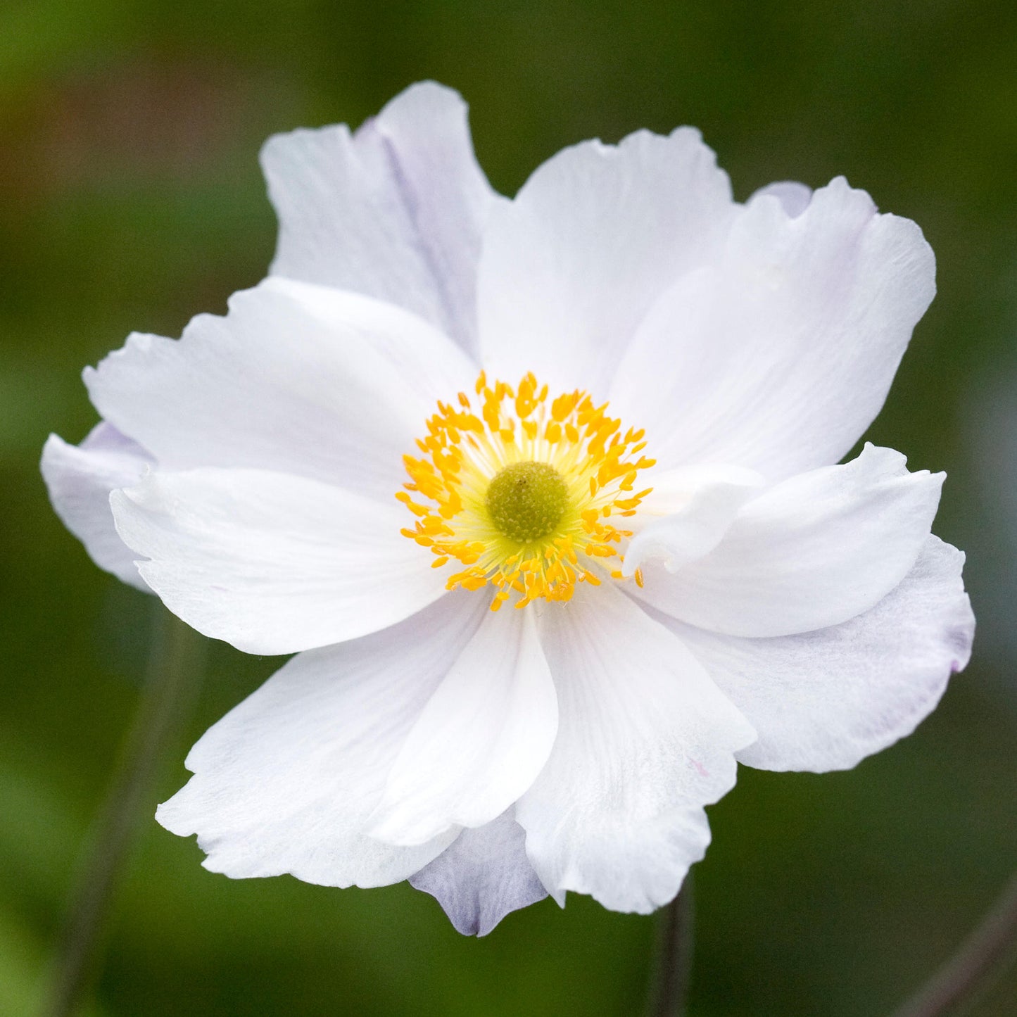 Anemone Dreaming Swan