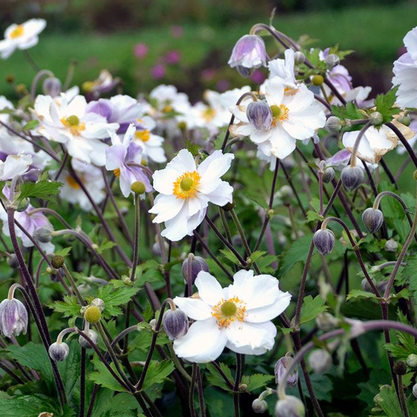 Anemone Dreaming Swan