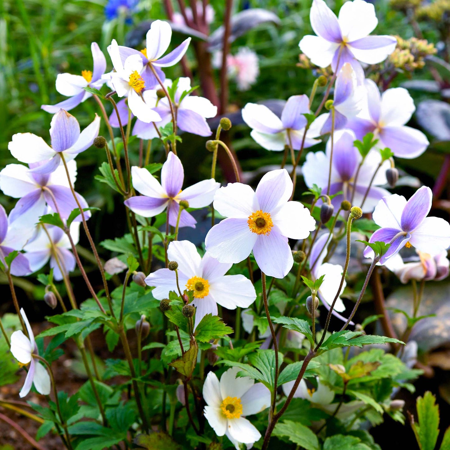 Anemone Wild Swan