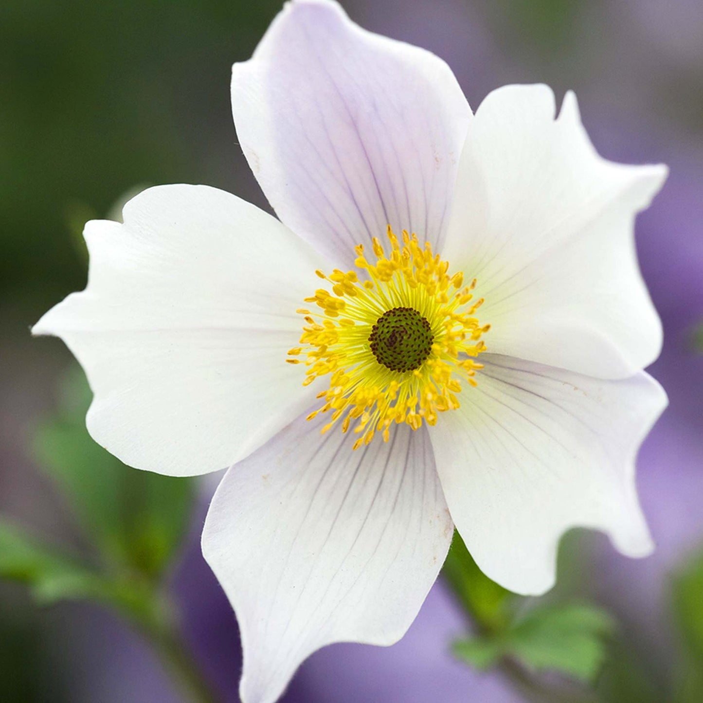 Anemone Wild Swan