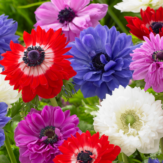 Anemone St.Brigid Mixed -MASTER-