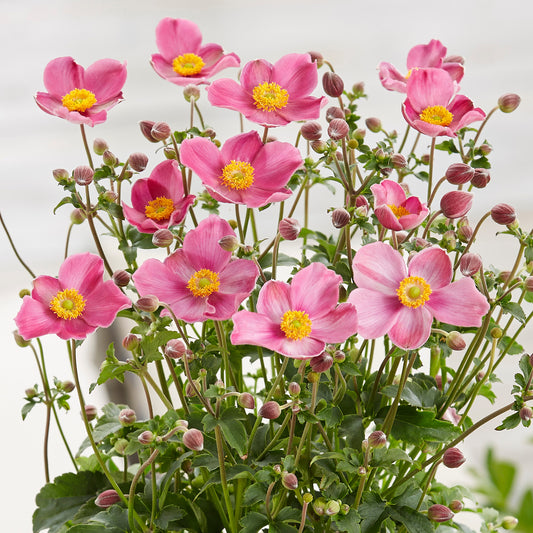 Anemone Fantasy Jasmine