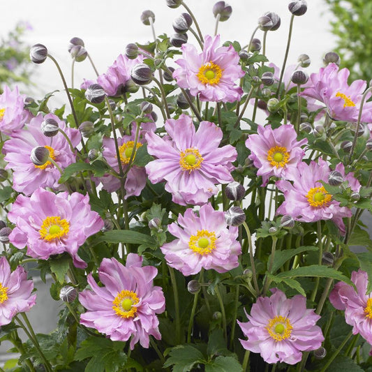 Anemone Fantasy Pocahontas