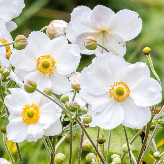 Anemone Honorine Jobert