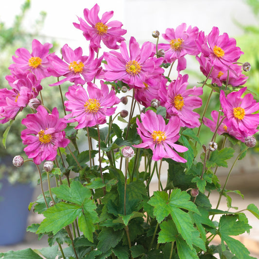 Anemone Prinz Heinrich