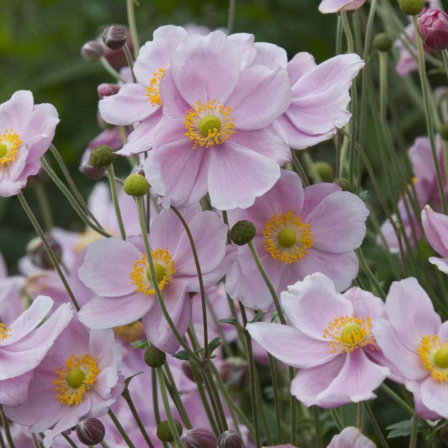 Anemone Queen Charlotte