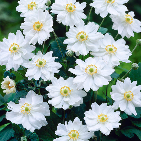 Anemone Whirlwind