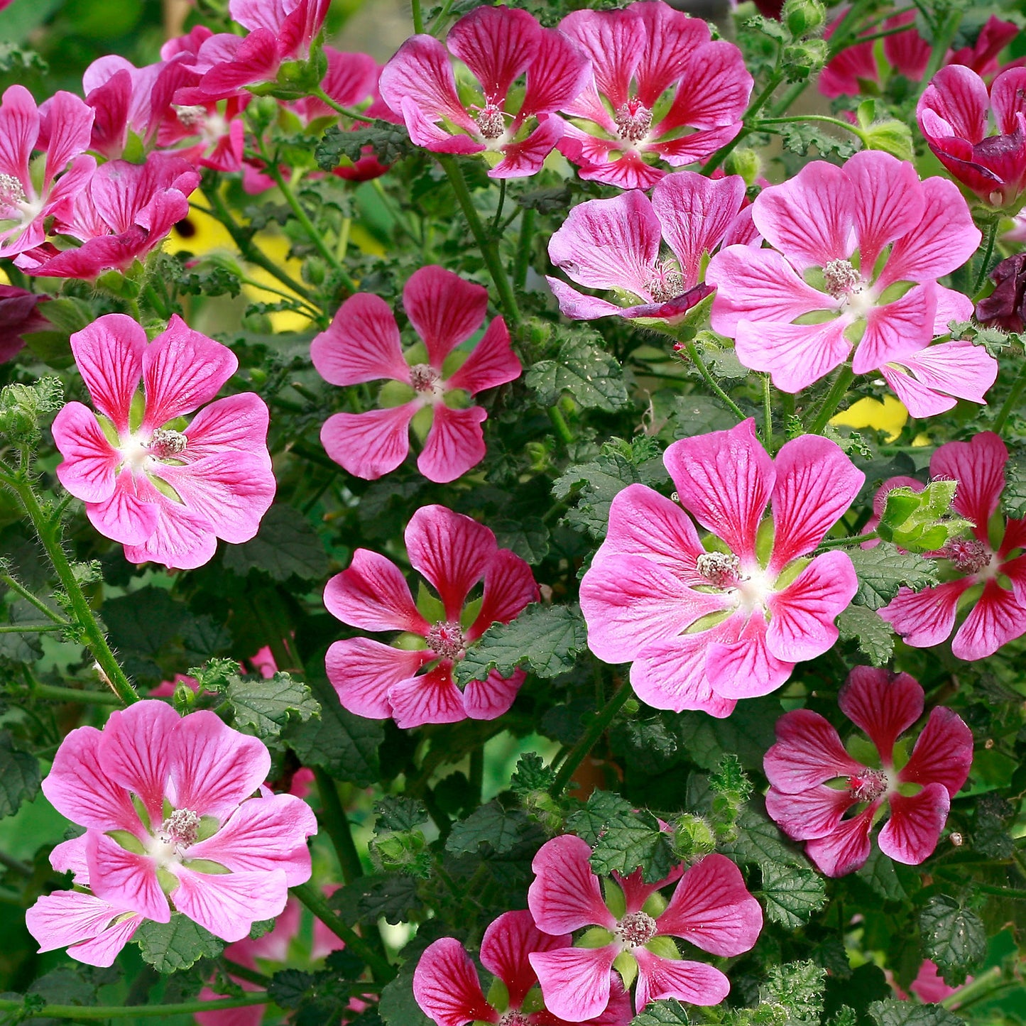 Anisodontea capensis