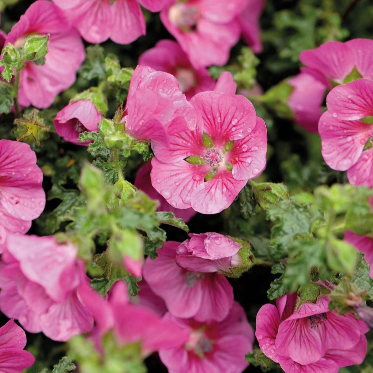 Anisodontea capensis