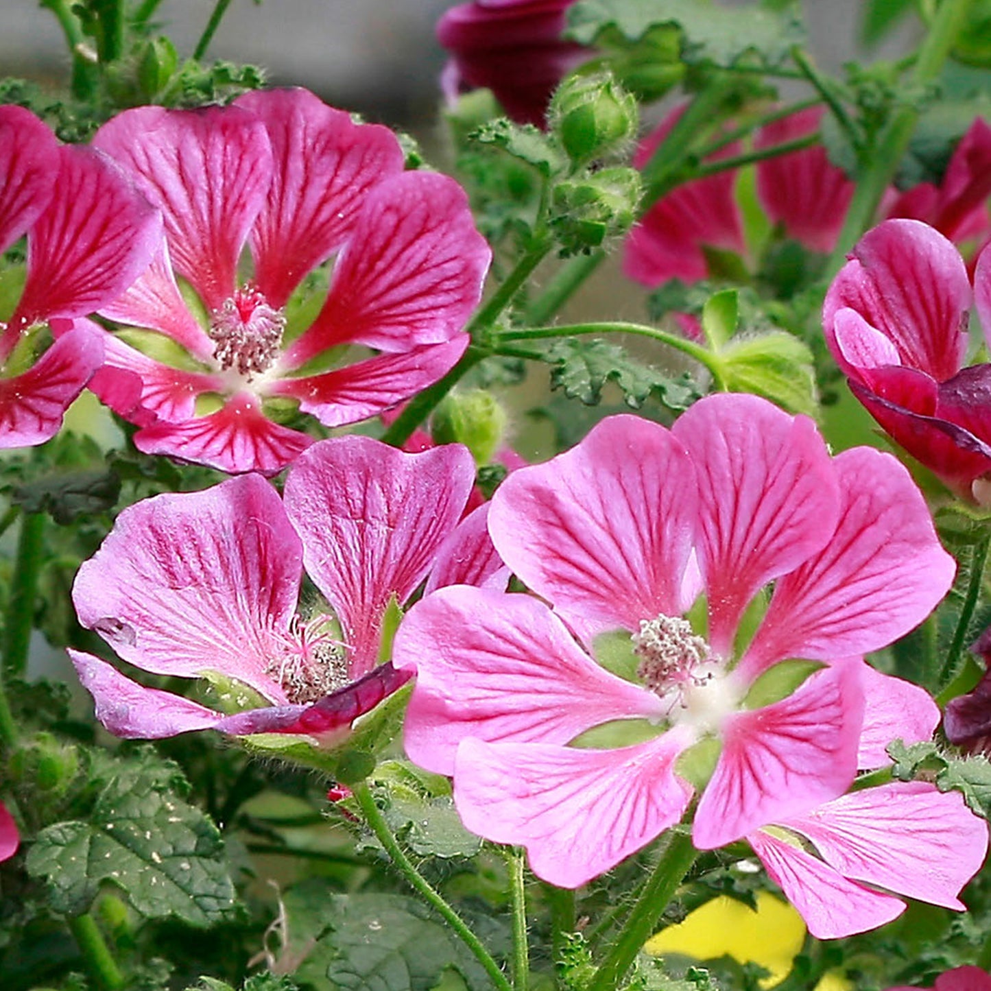 Anisodontea capensis