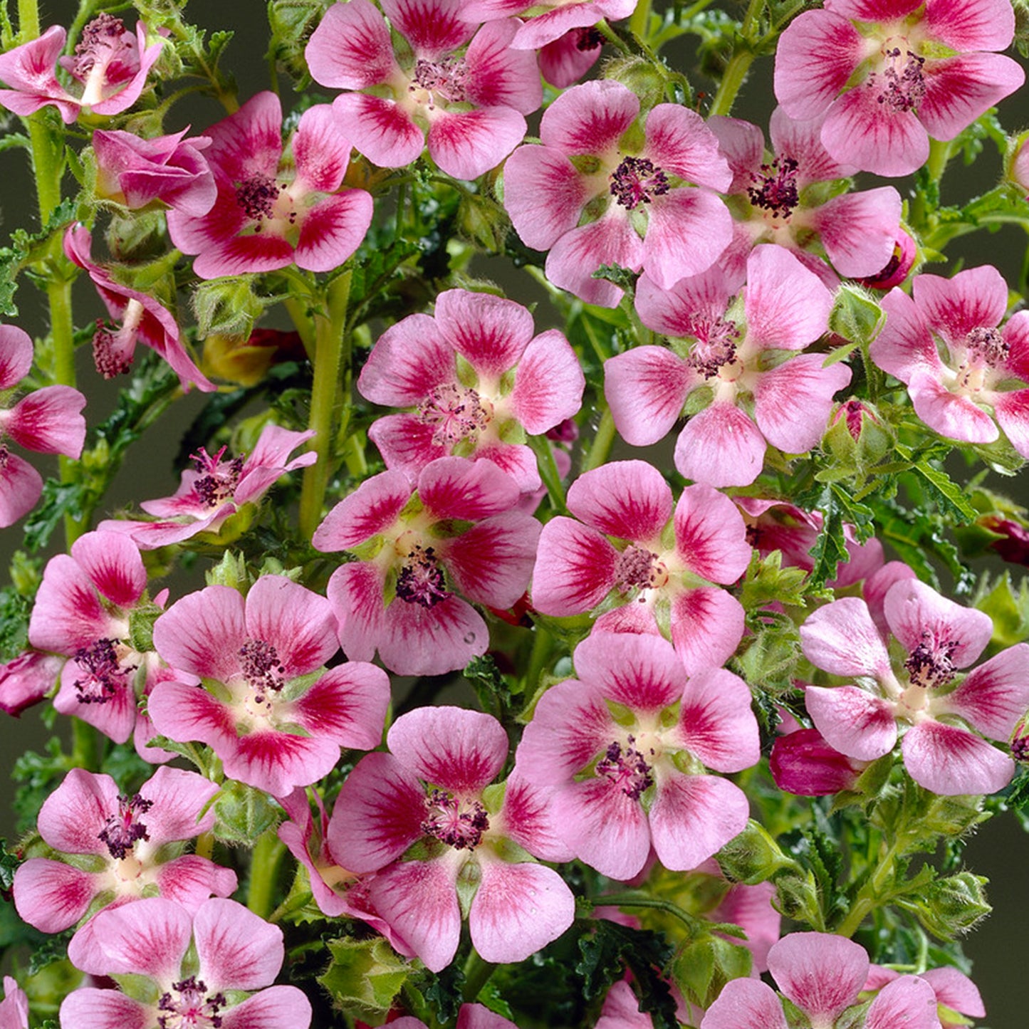 Anisodontea Elegans Princess