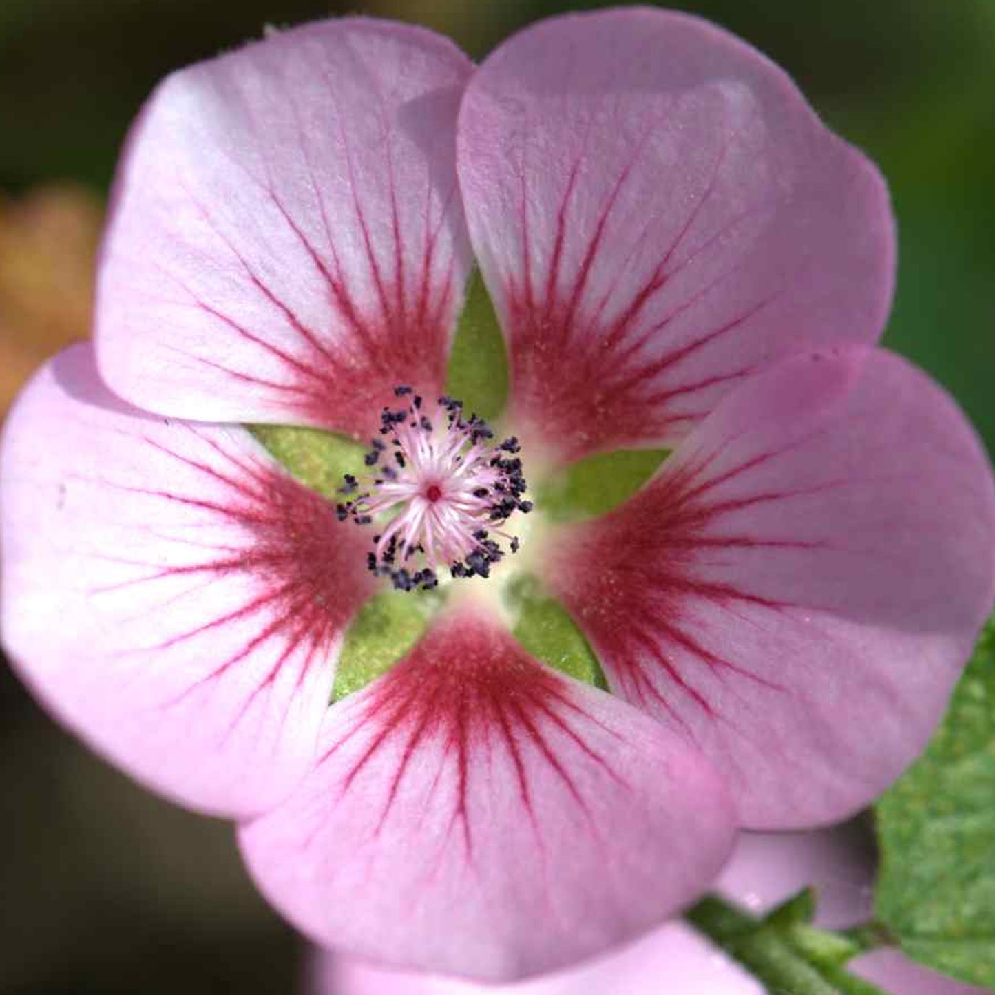 Anisodontea Elegans Princess