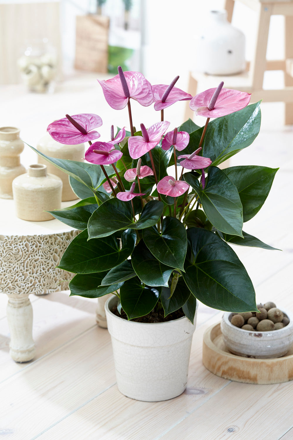 Anthurium Purple (13cm, V2)