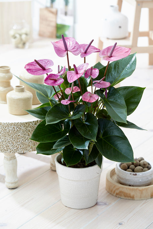 Anthurium Purple (13cm, V2)