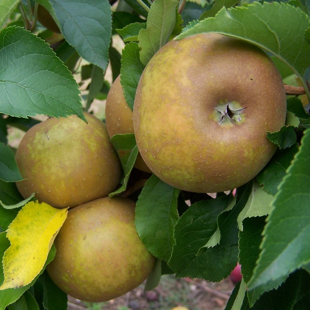 Apple Egremont Rusett (12L, 4-5ft)